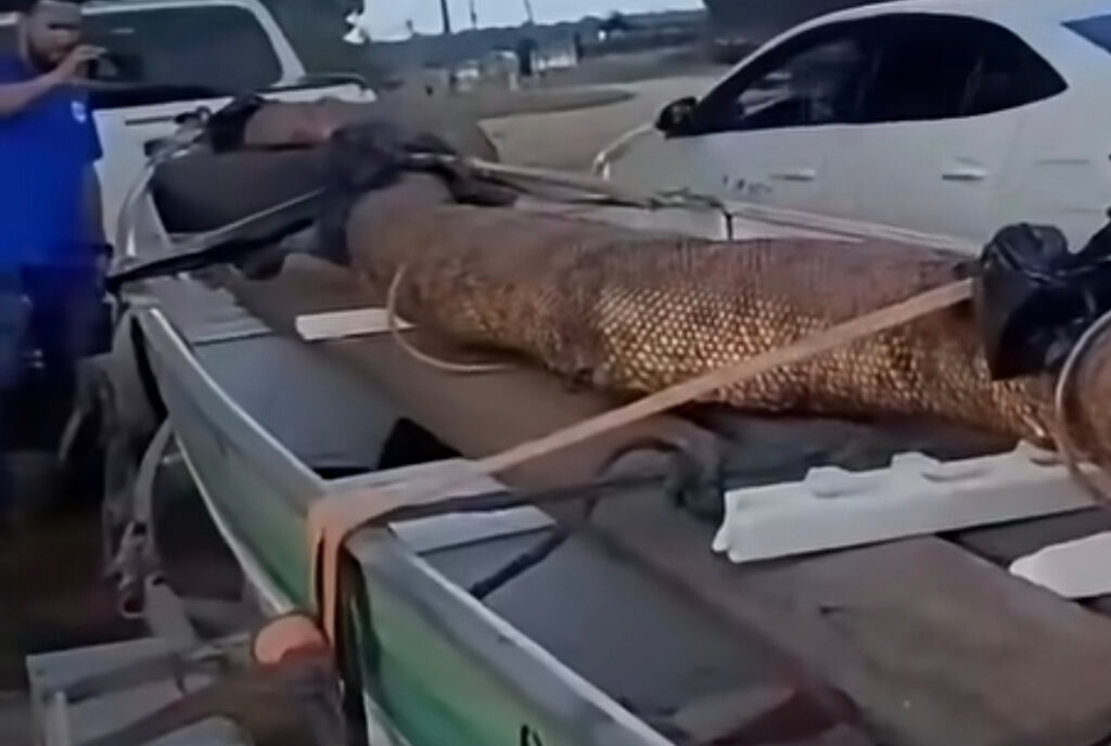 Vídeo impressionante: Cobra gigante é capturada em Rondônia