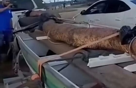 Vídeo impressionante: Cobra gigante é capturada em Rondônia