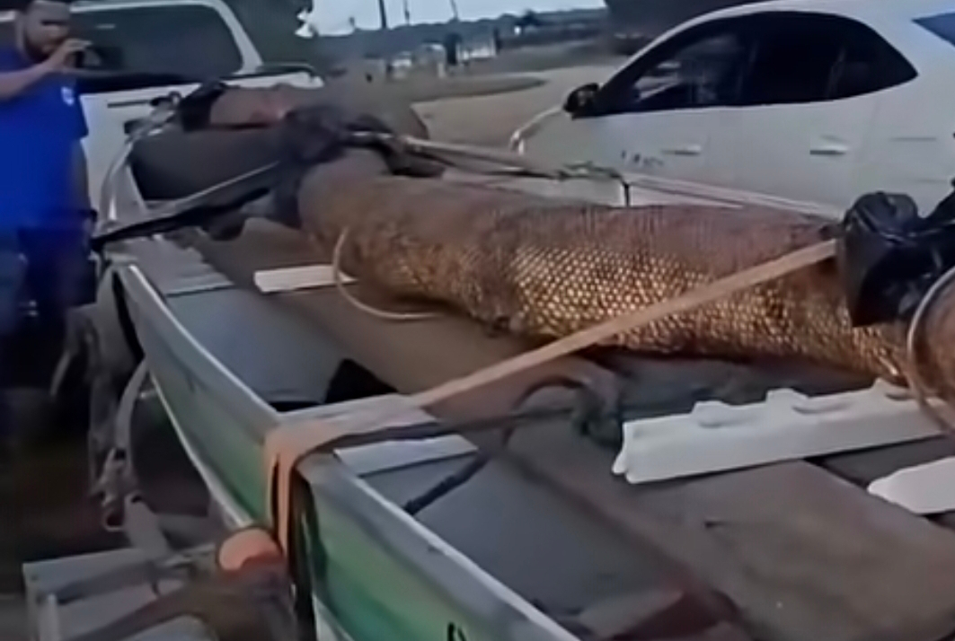 Vídeo impressionante: Cobra gigante é capturada em Rondônia