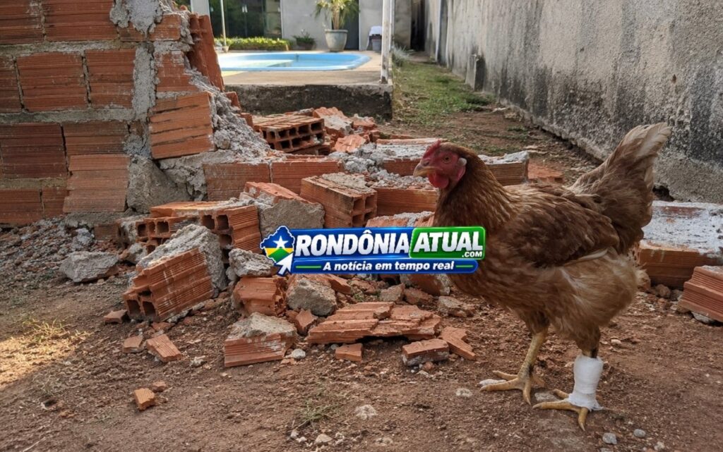 🐔 Confusão por muro termina com galinha ferida e ameaça em Ouro Preto do Oeste