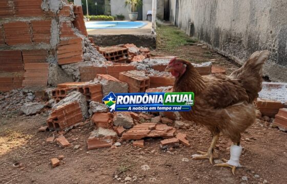 🐔 Confusão por muro termina com galinha ferida e ameaça em Ouro Preto do Oeste