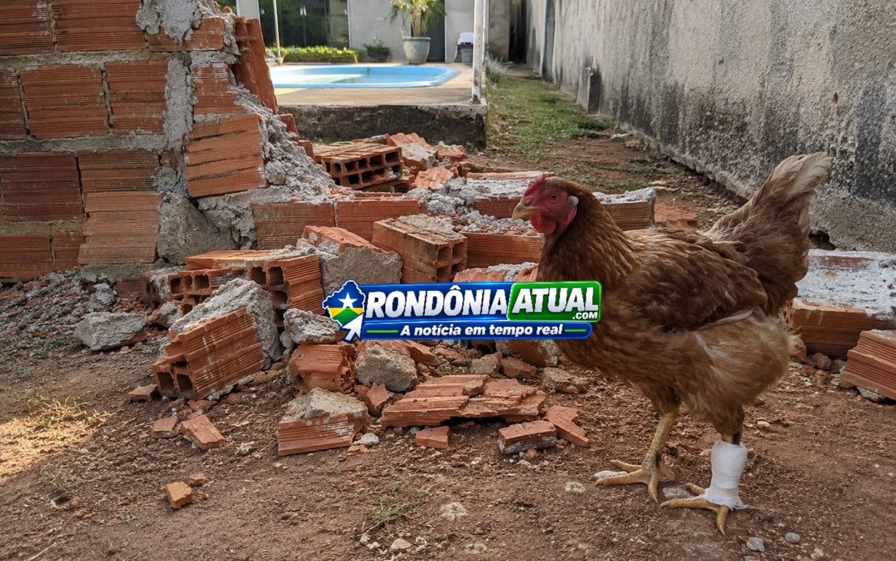 🐔 Confusão por muro termina com galinha ferida e ameaça em Ouro Preto do Oeste